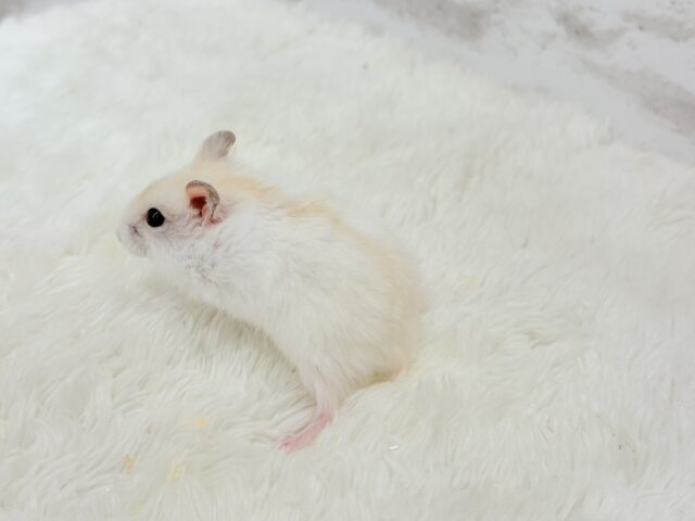 ドワーフハムスターの1種