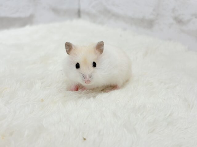 ドワーフハムスターの1種