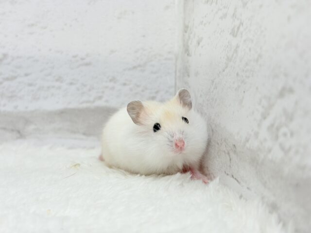 ドワーフハムスターの1種