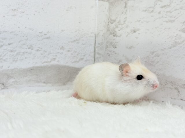 ドワーフハムスターの1種