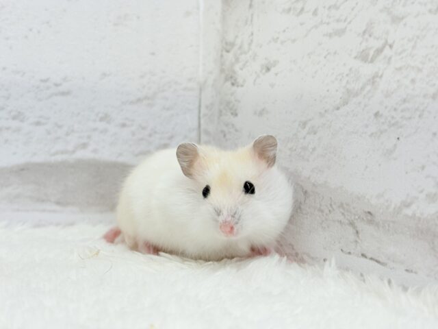 ドワーフハムスターの1種