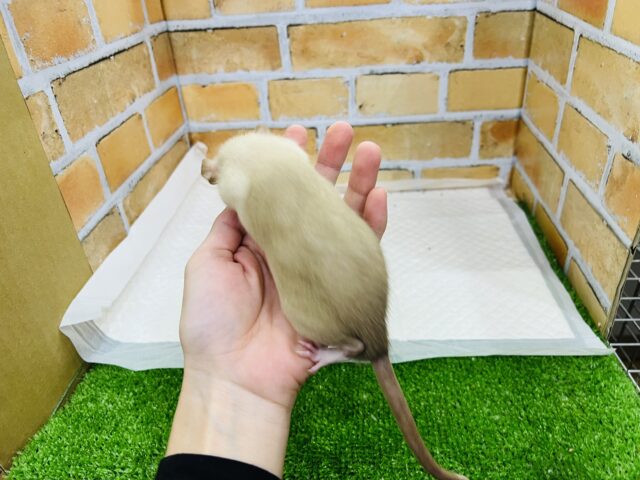 ファンシーラット