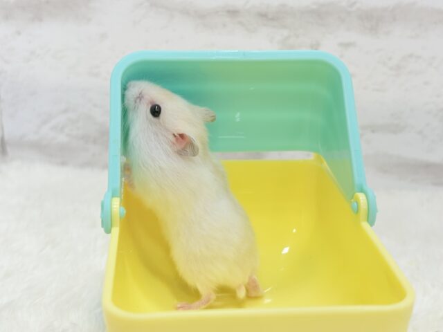 ドワーフハムスターの1種