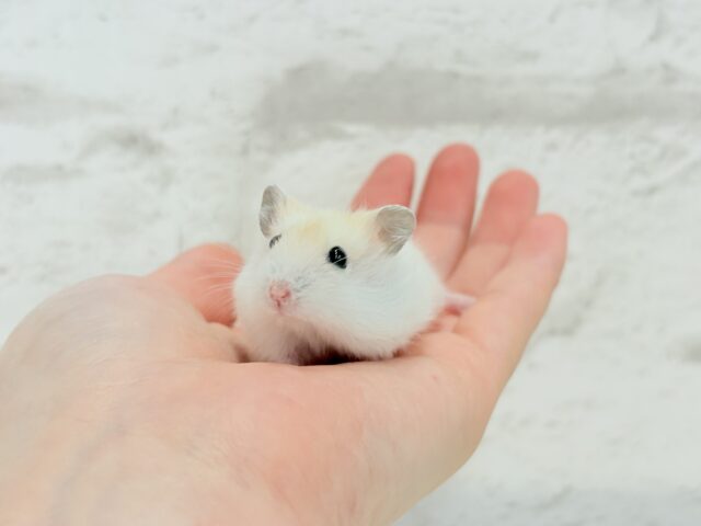 ドワーフハムスターの1種