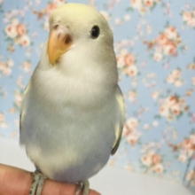 飛んで甘えるよ❤︎*ˊᵕˋ人が大好き❢❢手乗りコザクラインコさん(バイオレットパイド)💜🤍