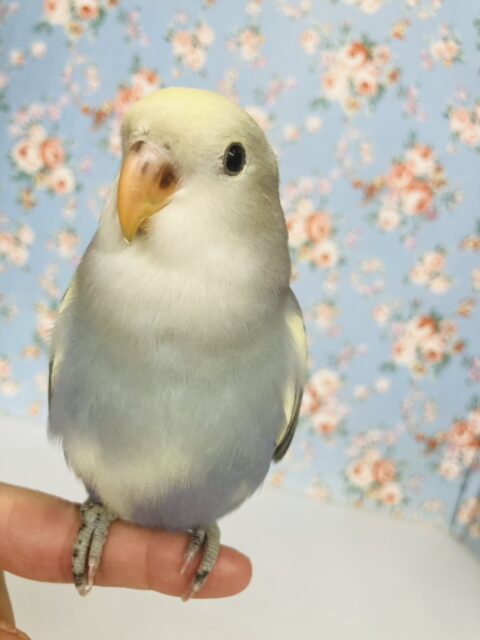 飛んで甘えるよ❤︎*ˊᵕˋ人が大好き❢❢手乗りコザクラインコさん(バイオレットパイド)💜🤍