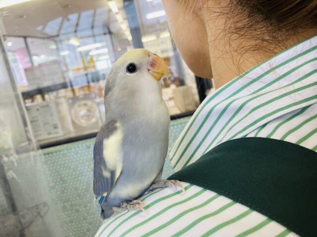 コザクラインコ（小桜インコ）