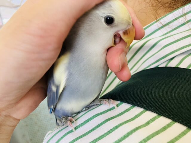 コザクラインコ（小桜インコ）