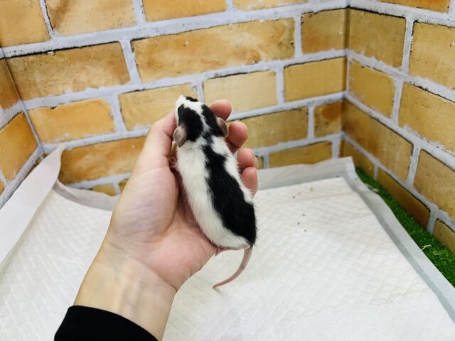 ファンシーラット