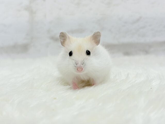 ドワーフハムスターの1種