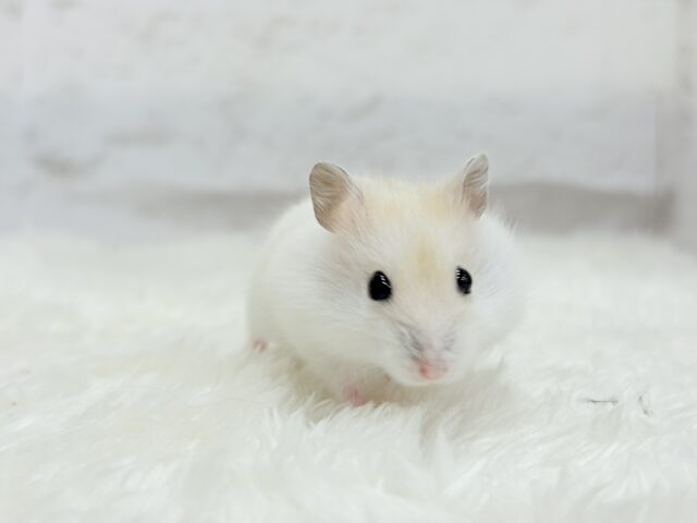 ドワーフハムスターの1種