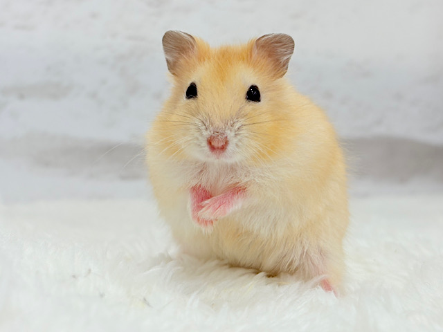 あたちの可愛さ知っちゃう？💖イエロープディングハムスター(女の子)