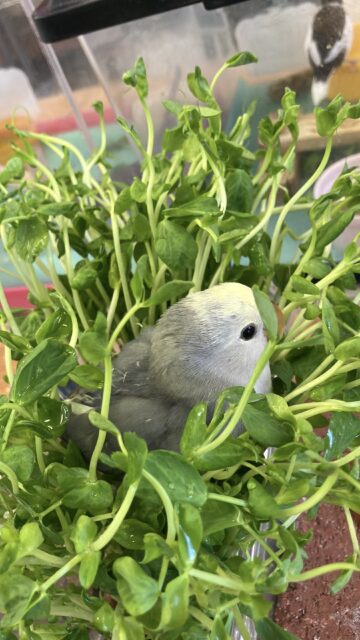 コザクラインコ（小桜インコ）