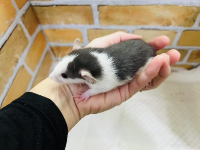 ファンシーラット