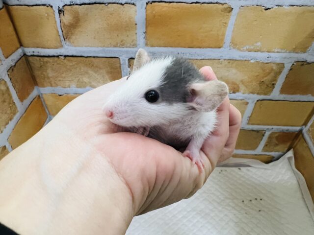 ファンシーラット