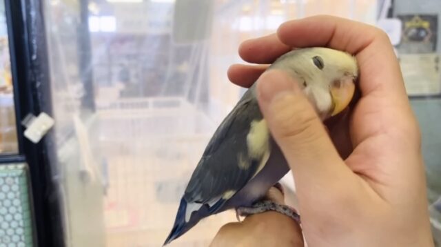 コザクラインコ（小桜インコ）