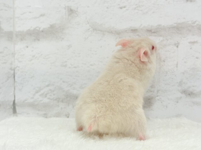 【最新画像更新🪄】魅力的なもふふわちゃん🫧カラーハムスター(男の子) ゴールデンハムスター