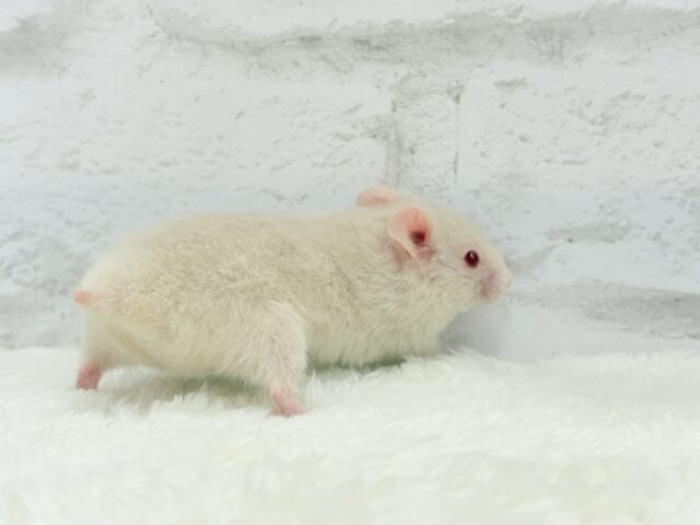 ゴールデンハムスター