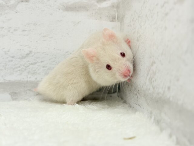 ゴールデンハムスター