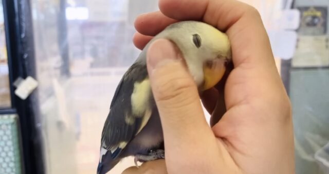 コザクラインコ（小桜インコ）