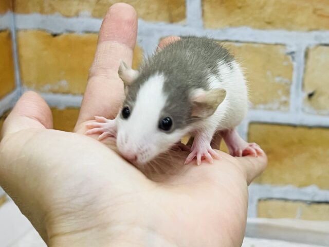 ファンシーラット