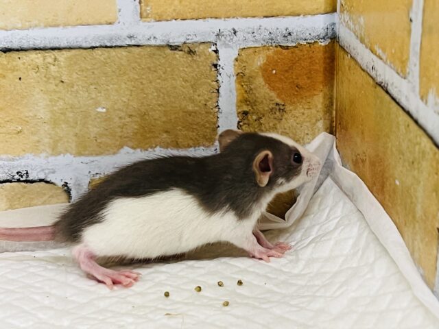 ファンシーラット