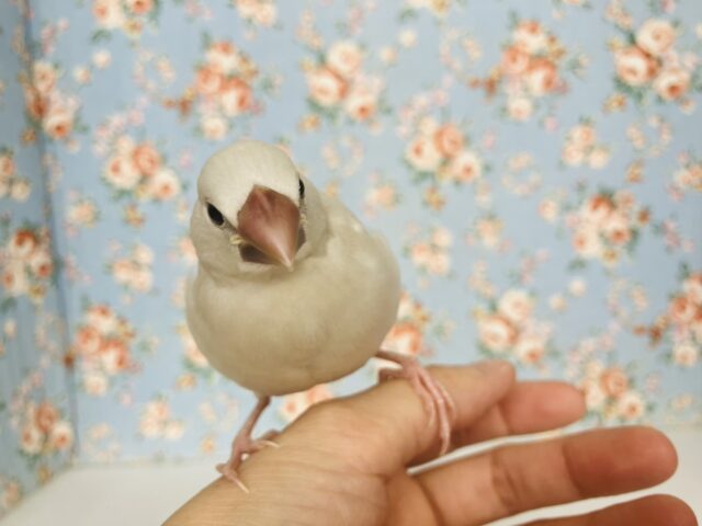 シルバー文鳥