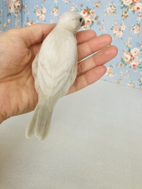 シルバー文鳥