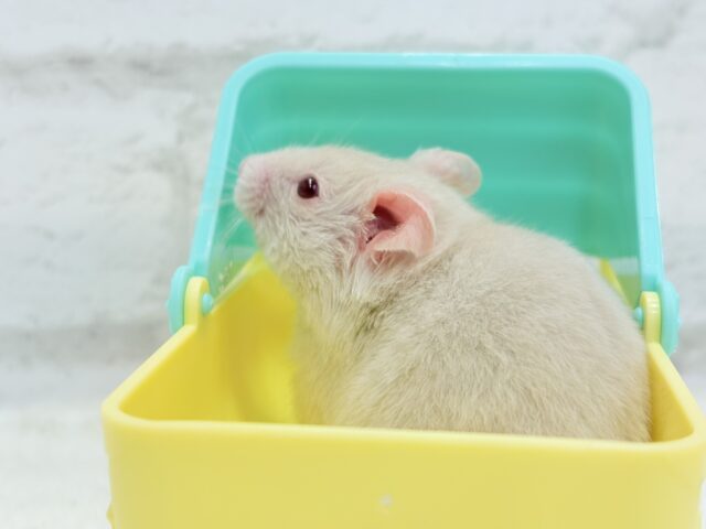 【最新画像更新🪄】魅力的なもふふわちゃん🫧カラーハムスター(男の子) ゴールデンハムスター