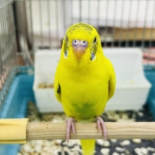 10/25更新☆唯一無二のてんてん模様✨セキセイインコのヒナ(イエローハルクイン)入荷しました❤️