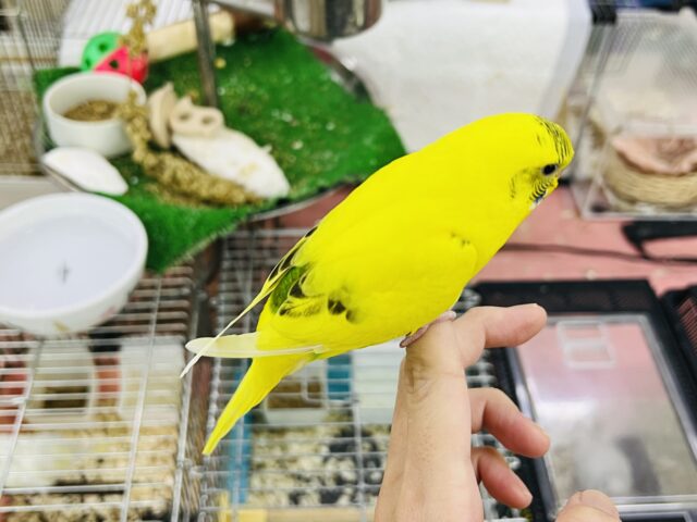セキセイインコ