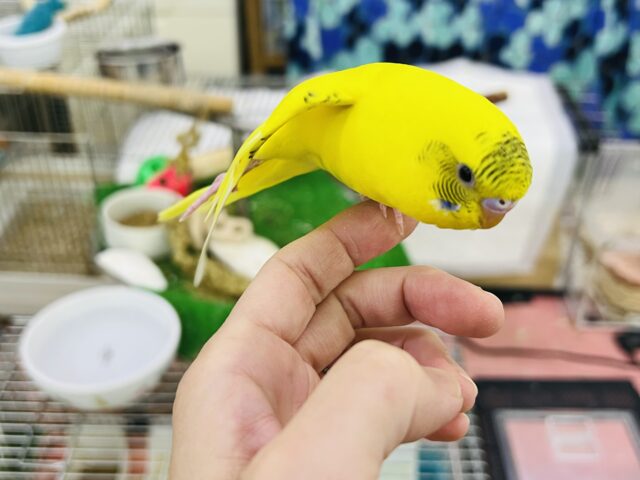 セキセイインコ