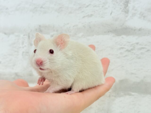 【最新画像更新🪄】魅力的なもふふわちゃん🫧カラーハムスター(男の子) ゴールデンハムスター