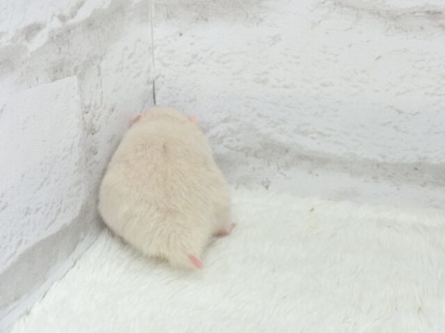 ゴールデンハムスター