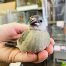 人が大好きなのです🐧❤︎かわいいかわいい桜文鳥ちゃん❢❢✨