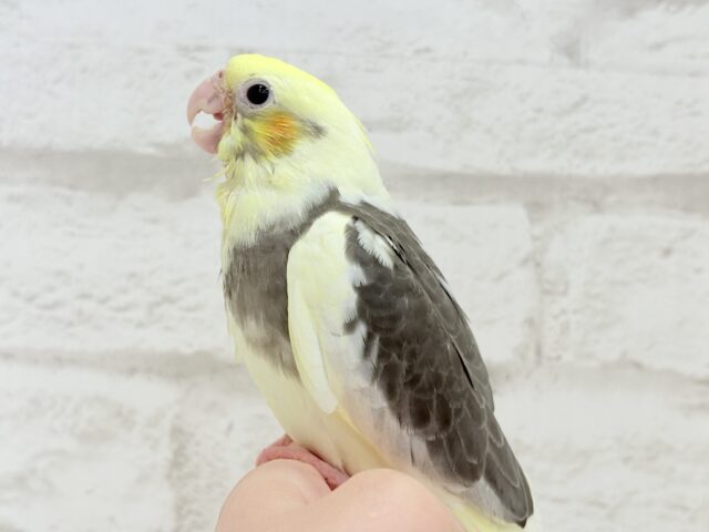 オカメインコ