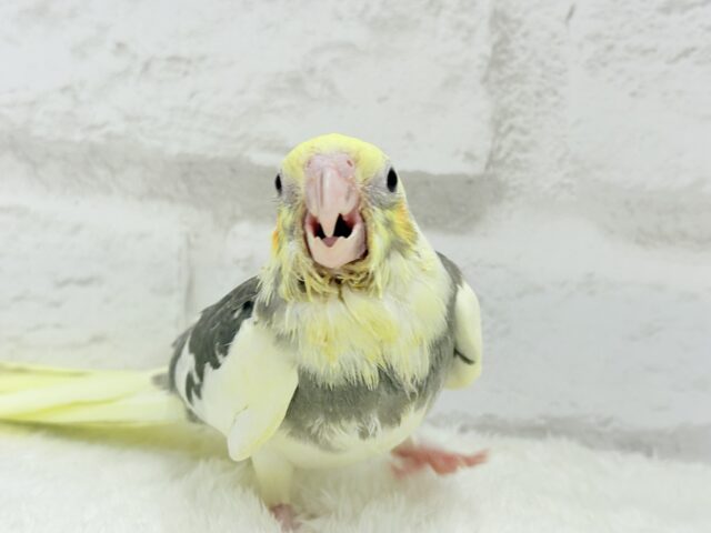 オカメインコ