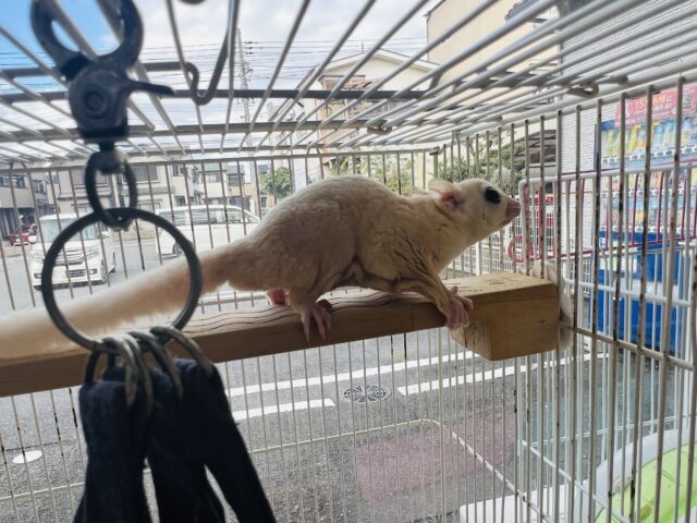 フクロモモンガ