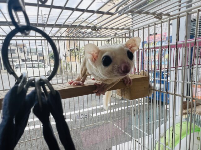 フクロモモンガ