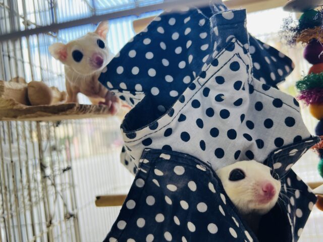 くりくりお目目の爆可愛兄弟♡フクロモモンガのリューシスティック〜✨ フクロモモンガ