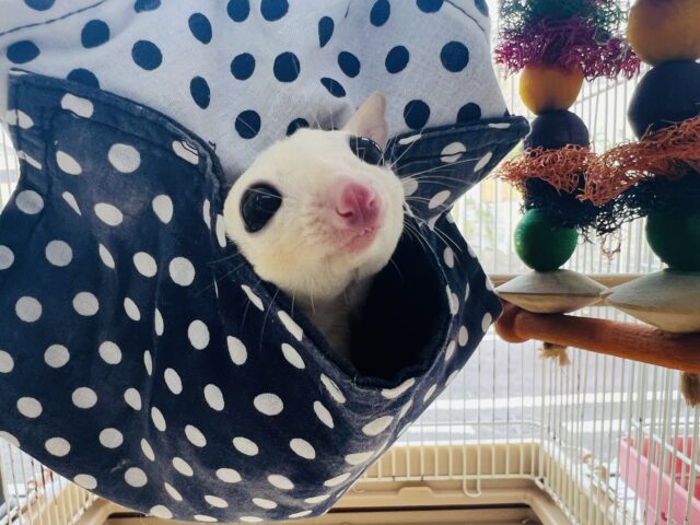 くりくりお目目の爆可愛兄弟♡フクロモモンガのリューシスティック〜✨ フクロモモンガ