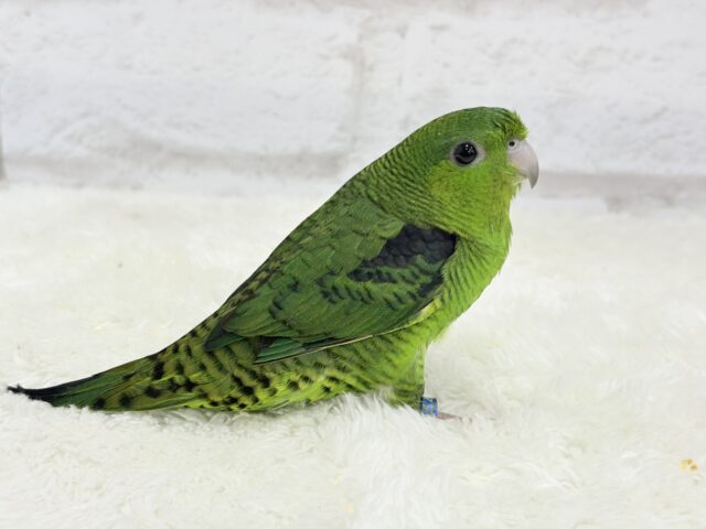 サザナミインコ