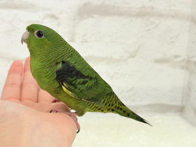 サザナミインコ