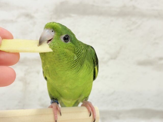 サザナミインコ