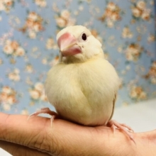 ハートのお胸🤎🐥シナモン文鳥ヒナちゃん🌟