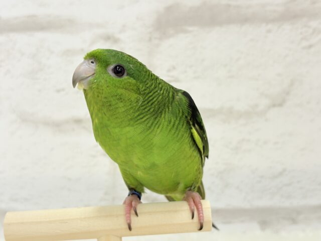 サザナミインコ