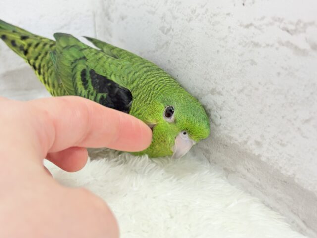 サザナミインコ