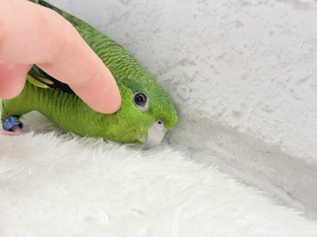 サザナミインコ