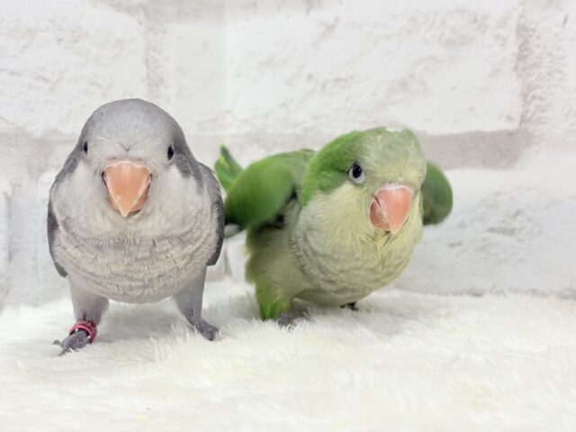 【動画更新🪄】おめめくりくり♡目ヂカラが魅力的🦜💖オキナインコ(ノーマル) ヒナ オキナインコ