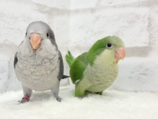 オキナインコ